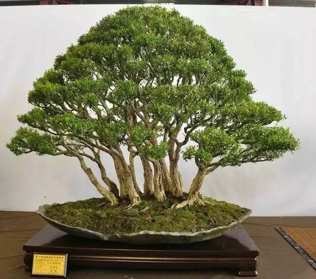 作品 | 黄杨盆景君子风