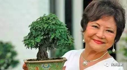 【茶余饭后】玩盆景的女人永远是最美的!