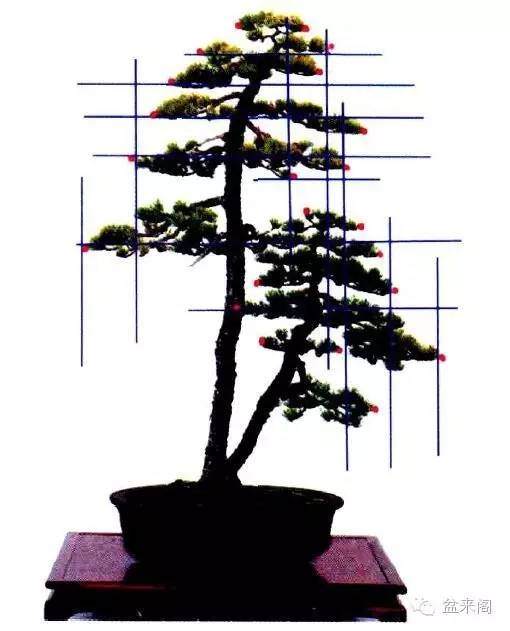 教你如何傲娇的欣赏盆景形式美(二)统一与变化之道