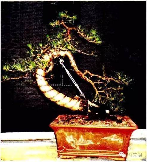 教你如何傲娇的欣赏盆景形式美(二)