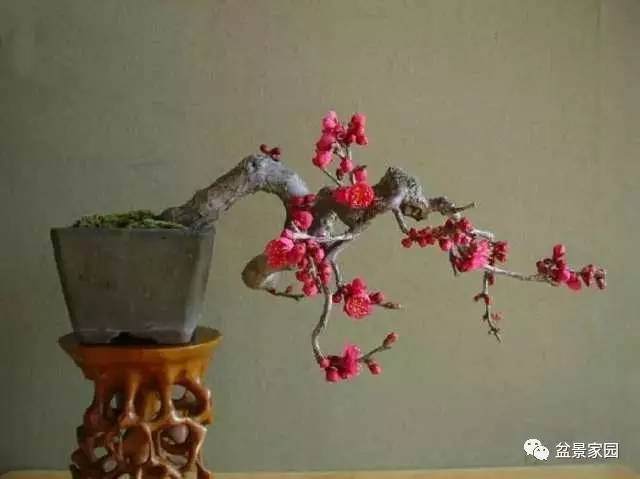 你的盆景是不是需要修剪了?