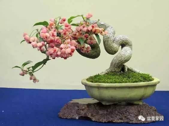 小微盆景的市场在哪?