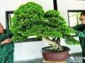苏派盆景艺术 究竟美在哪里