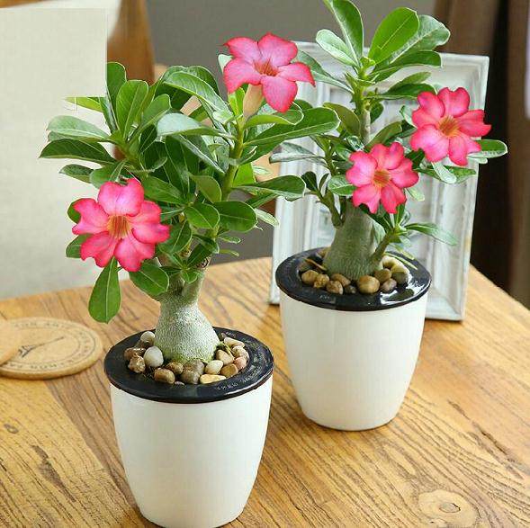 警事|郯城一男子为业主安装门窗顺手盗盆景 4小时后被抓