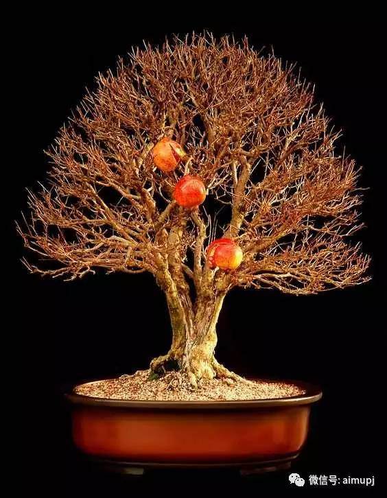 不一样的石榴盆景玩法,用这样的方法,粗干也能扦插