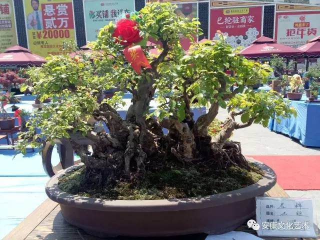 安康的这些盆景，美的不要不要的！