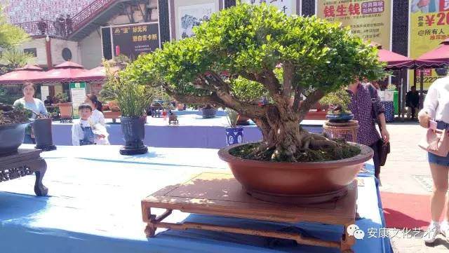 杂文&middot;盆景园林及其他