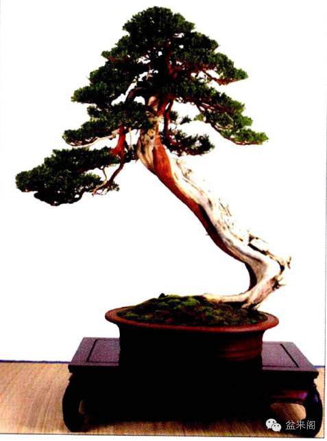 教你如何傲娇的欣赏盆景形式美(三)均衡之道