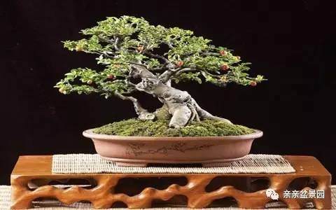 盆景浇水表面上看起来很简单，其实并 非如此