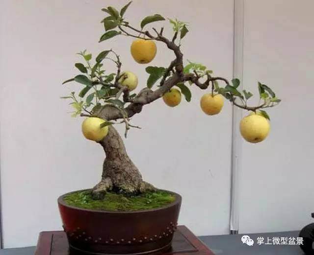 果树盆景的矮化方法，诱人的果树盆景都是这样来的！