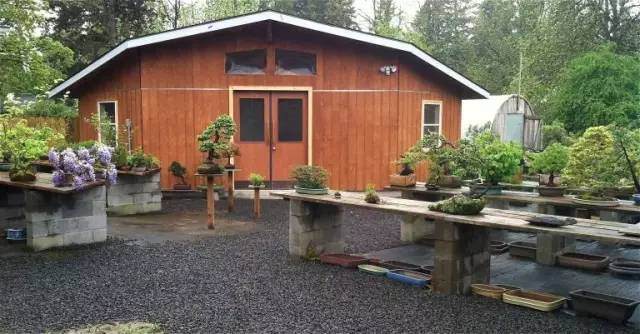 Michael Hagedorn 盆景作品