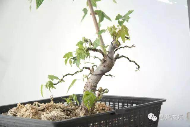 图解 三角枫盆景的培育日常及牺牲枝的运用