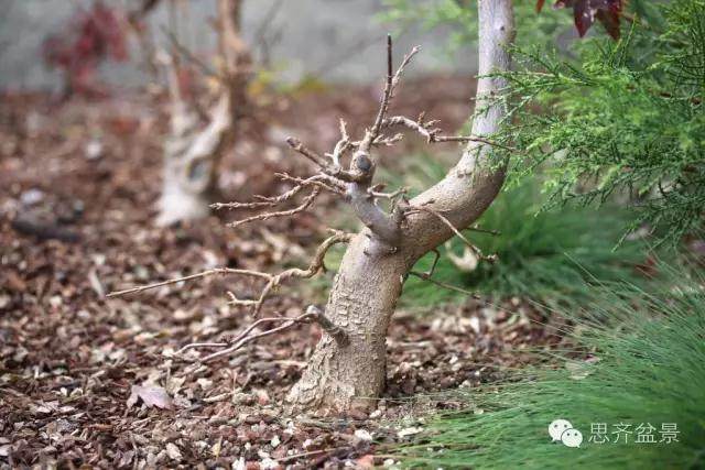 图解 三角枫盆景的培育日常及牺牲枝的运用