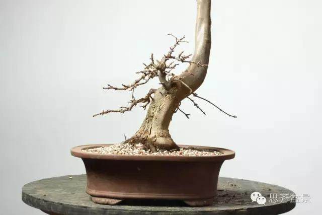 图解 三角枫盆景的培育日常及牺牲枝的运用