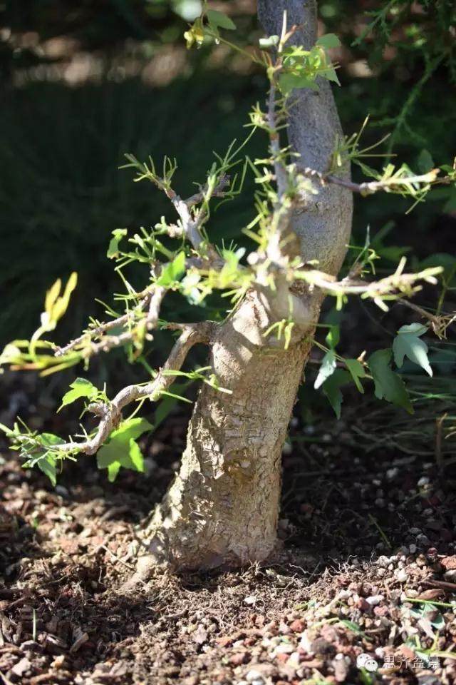 图解 三角枫盆景的培育日常及牺牲枝的运用