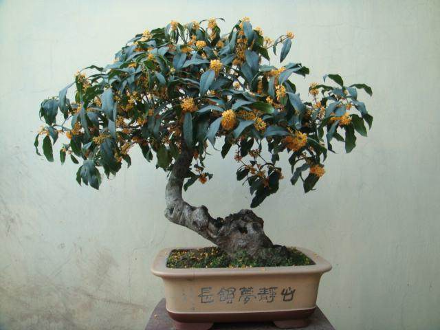 桂花盆景制作方法