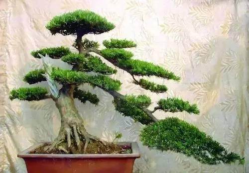 技能|罗汉松盆景如何蟠扎造型