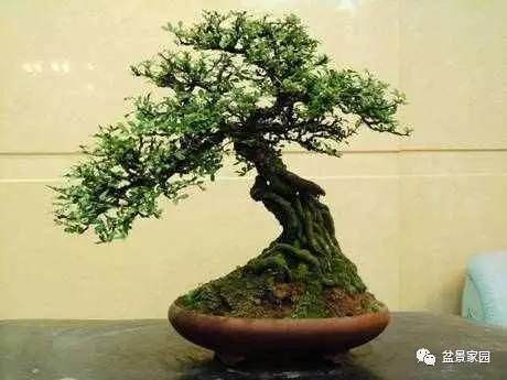 北方金雀盆景移栽一定要注意这些问题