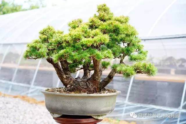 怎么制作一盆好的五针松盆景?