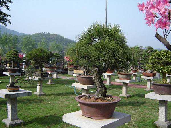 泰州市党政代表团来我市考察花木盆景产业