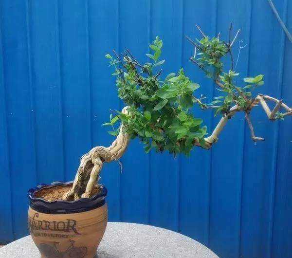 养株盆景金银花,观赏养生众人夸