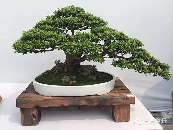 欣赏盆景当善待万物众生