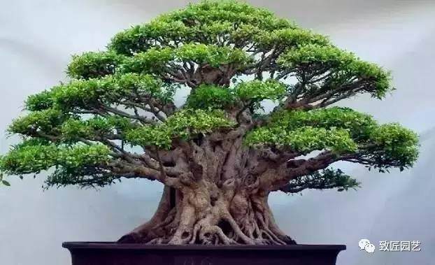 价值百万盆景，到底贵在哪里？