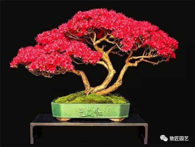 养护杜鹃盆景的多年总结！