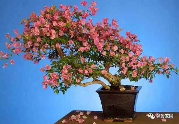 三角梅盆景如何控花,教给你防止花苞凋落的方法