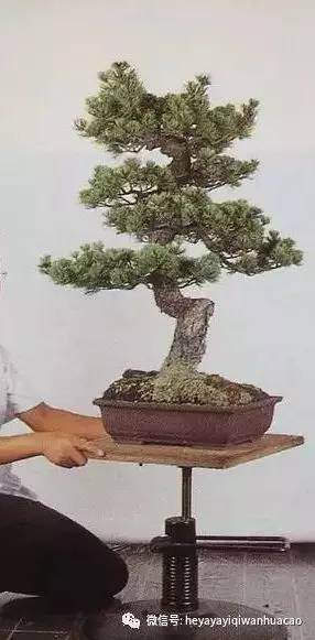 图解 一棵五针松盆景怎么制作的21个过程