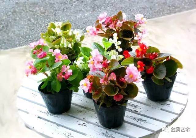 【盆景艺术】秋海棠栽培养护方法