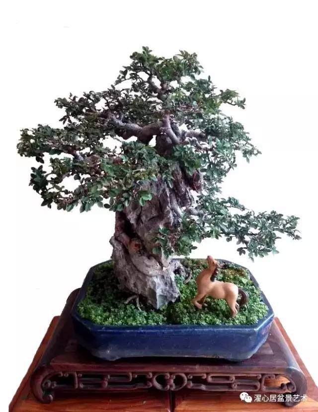 树石无言驹独鸣——榆树附石盆景改造追记