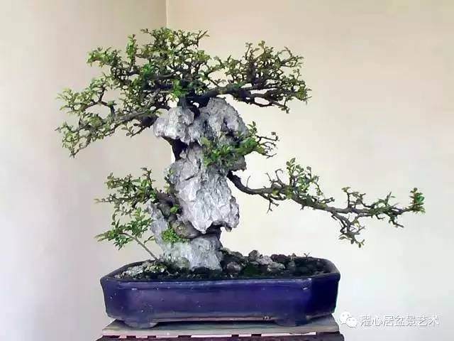 榆树附石盆景怎么改造的追记