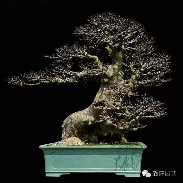 榆树盆景怎么度夏, 榆树盆景的养护方法?