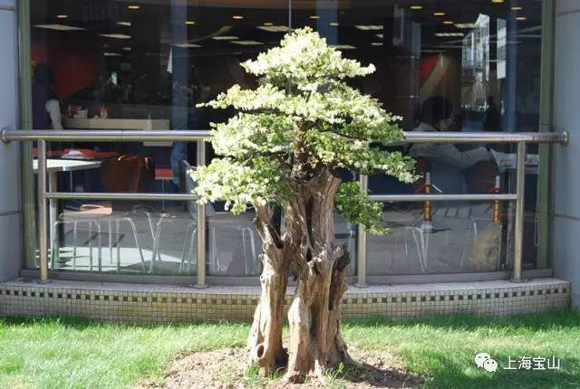 【免费报名】春日万物齐生长,树木盆景怎么养?