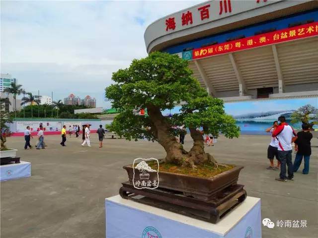 两岸同根丨海峡两岸盆景交流合作之展望