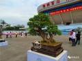 两岸同根丨海峡两岸盆景交流合作之展望