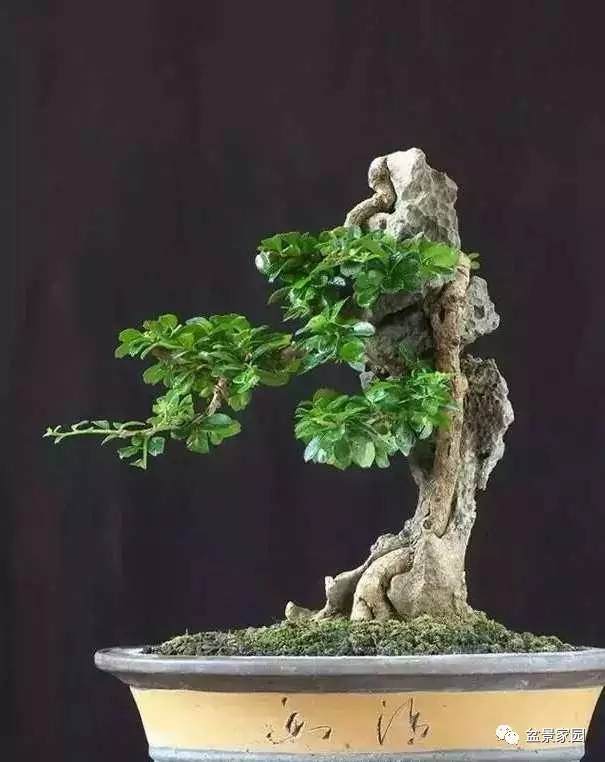 告诉你几个盆景树枝快速生长增粗的方法