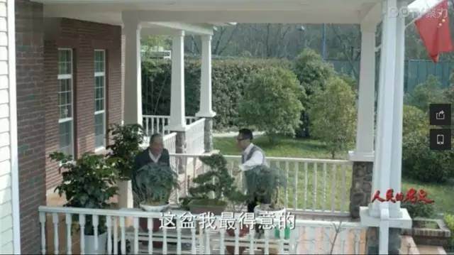 以《人民的名义》,带你认识真正的黄山松盆景