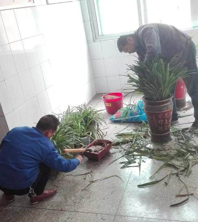 修整学校盆景 美化校园环境