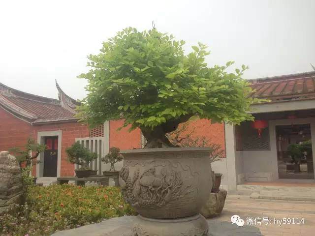 高意远雅园深——记福建盆景艺术大师周建成