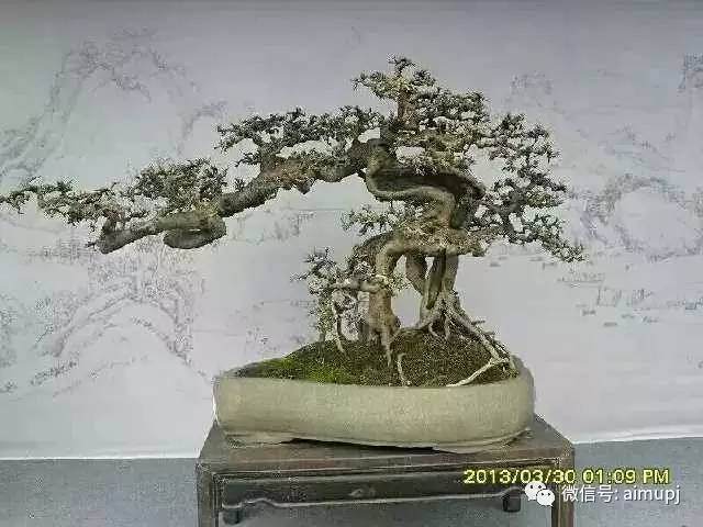 什么是湿土干栽、干土干栽、浸盆,这可是玩盆景的必备的栽种知识