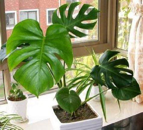 龟背竹怎样家庭栽培?