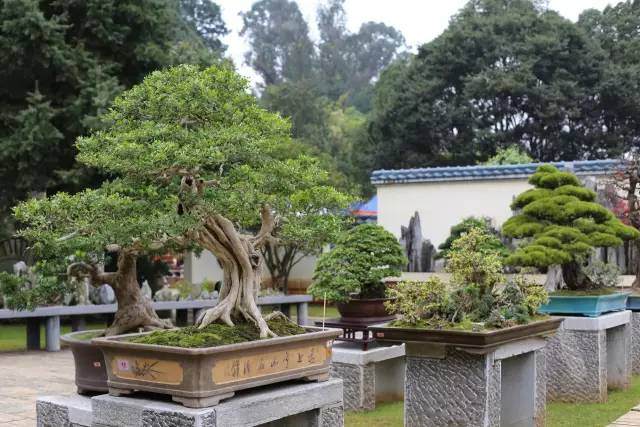 2017年昆明世博杯盆景艺术展