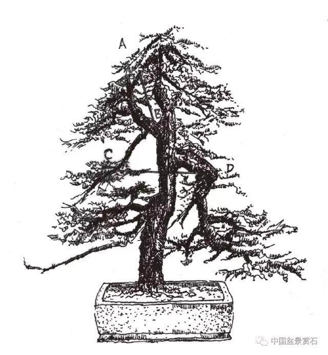 零基础盆景人进阶之路 盆树拉枝 吊枝技术连载十二