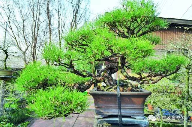 零基础盆景人进阶之路 盆树拉枝 吊枝技术连载十二
