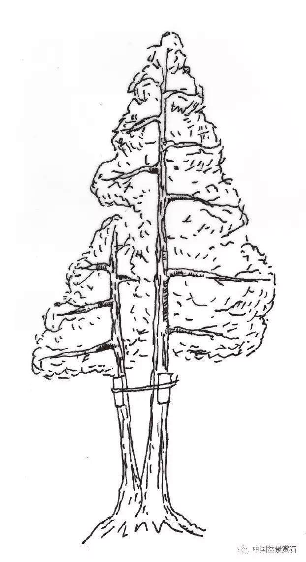 零基础盆景人进阶之路 盆树拉枝 吊枝技术连载十二
