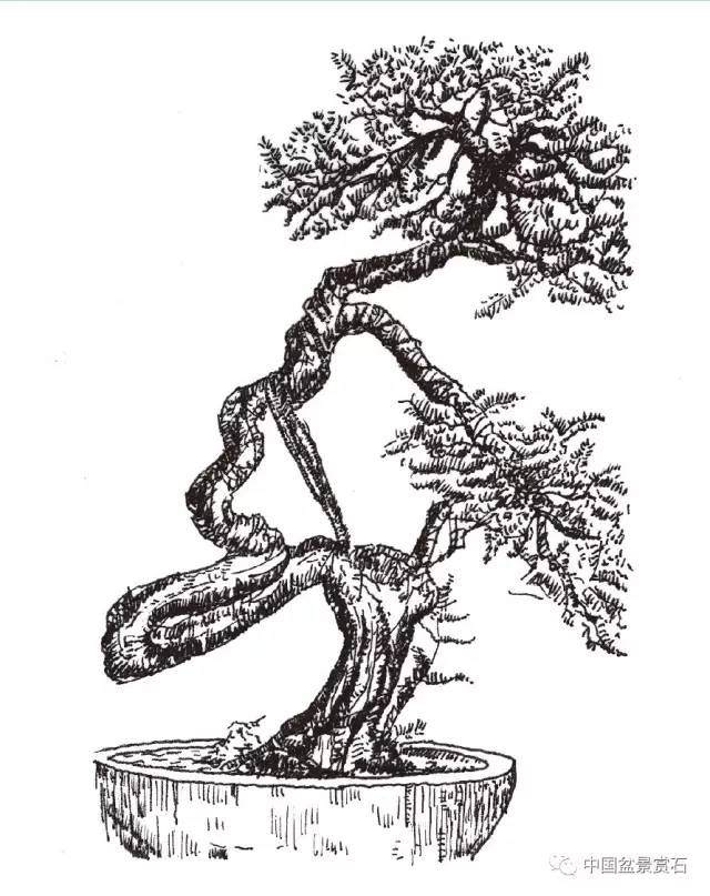 零基础盆景人进阶之路 盆树拉枝 吊枝技术连载十二