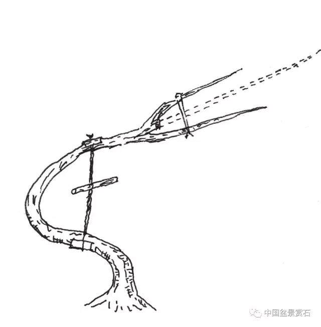 零基础盆景人进阶之路 盆树拉枝 吊枝技术连载十二