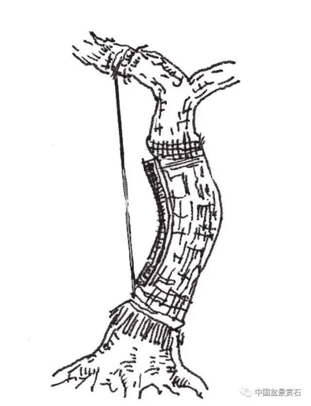 零基础盆景人进阶之路 盆树拉枝 吊枝技术连载十二